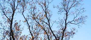 FX №12609 Обложка. Последние листья на дереве.