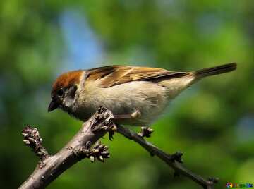 FX №12372 A wild Bird named by Sparrow