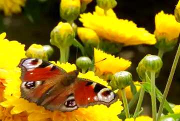 FX №12014 Обложка. Красивая бабочка на цветах .