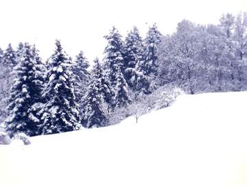 FX №12981 Son pinos en invierno con nieve