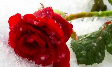 FX №12978 Розы в снегу