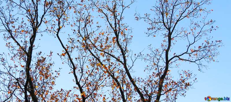 Обложка. Последние листья на дереве. №28479