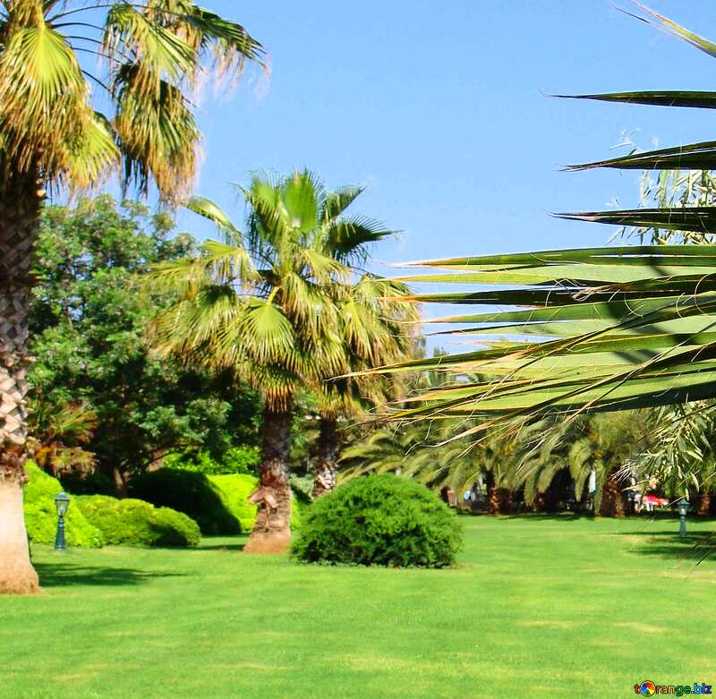 palm trees with green lawn №8469