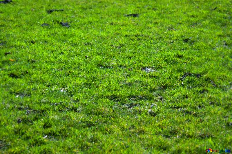 Lawn grass green  blur frame №12794