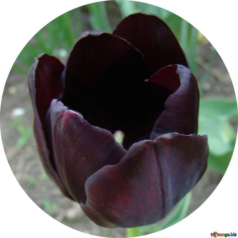 Картинка на аватарку. Черный тюльпан. №5301