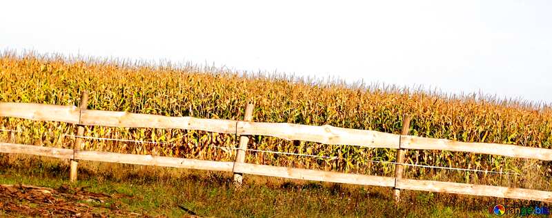 Обложка. Кукурузное поле за забором . №36641