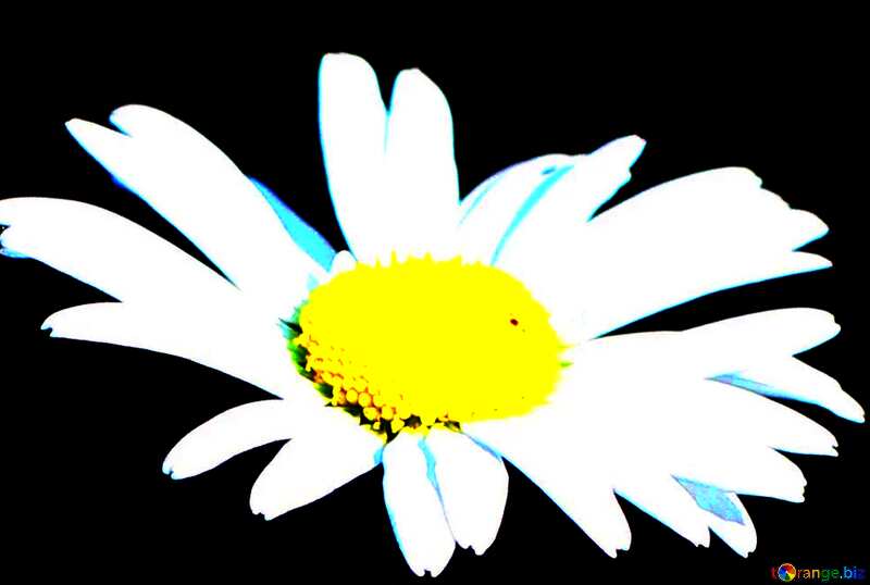  Daisy flower  very hard  background №33420