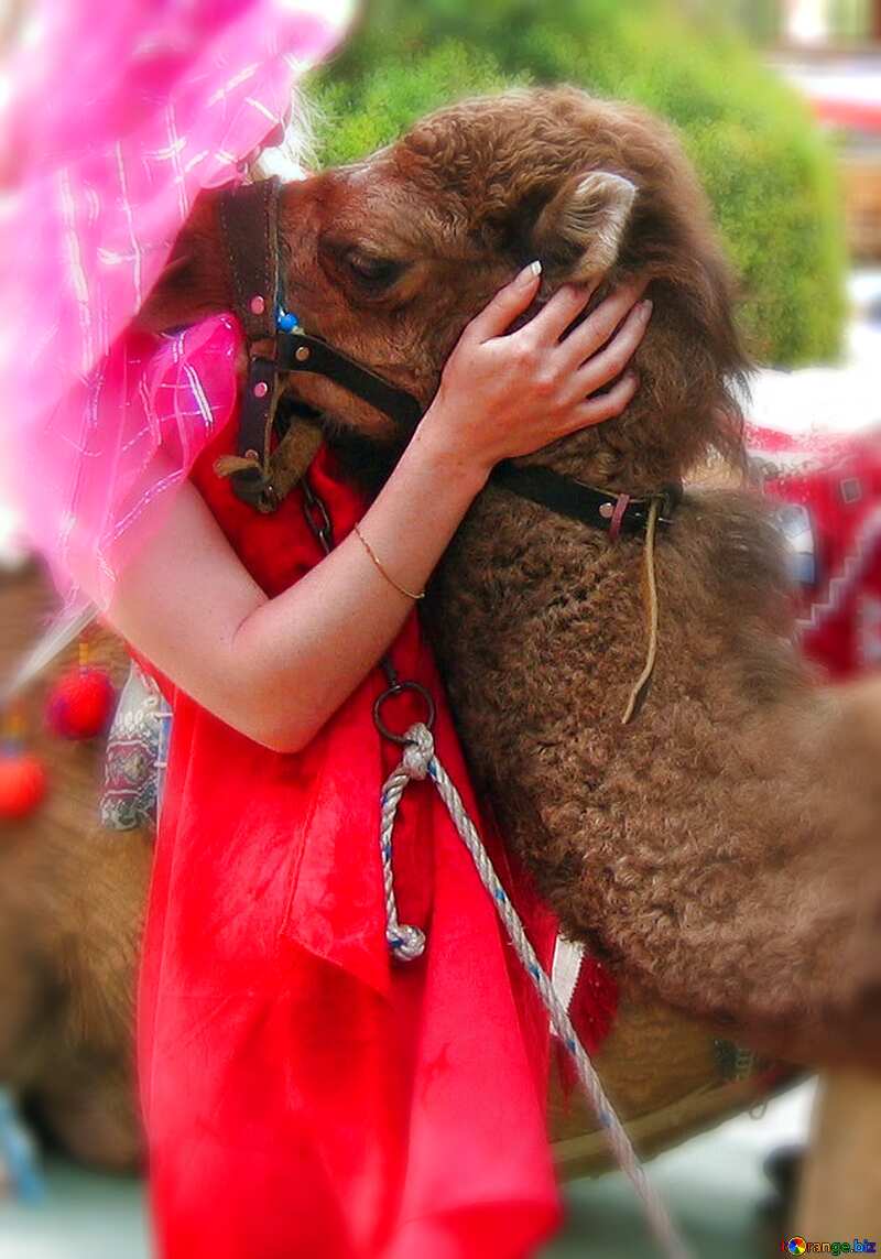 Girl  hugs camel №7843