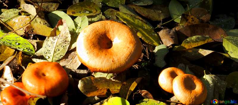 Обложка. Осенние грибы. №24883