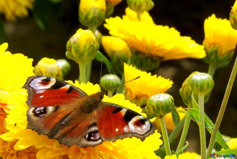 Обложка. Красивая бабочка на цветах . №35846