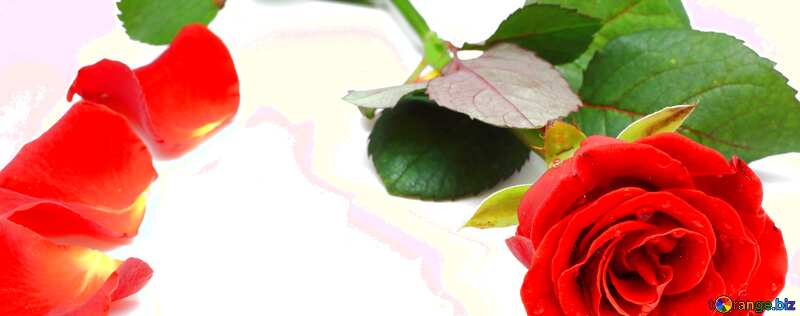 Обложка. Фон для открытки на белом роза и лепестки роз. №16842