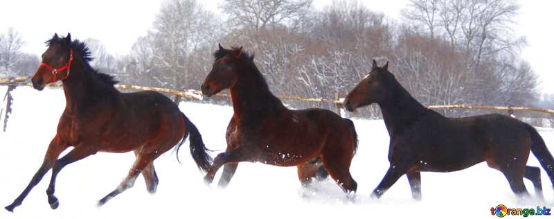 Обложка. Кони бегут в снегу. №3980