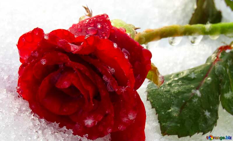 Розы в снегу №16987