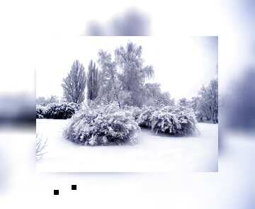 FX №120993 trees snow bushes fuzzy border
