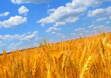 FX №121175 Un champ de blé sous un ciel bleu rempli de nuages.
