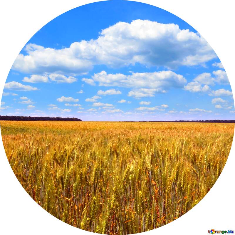 Wheat field frame circle №27268