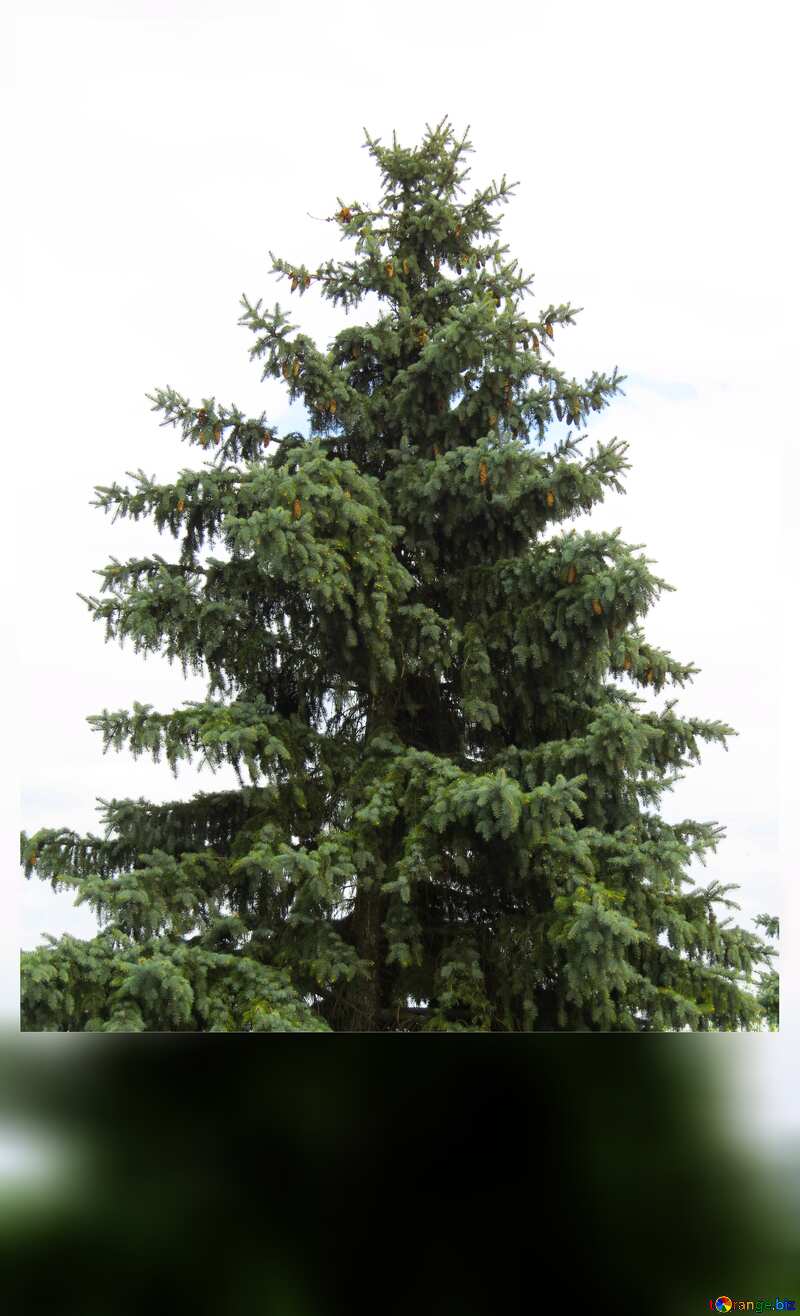 a large pine tree blank card  №30743