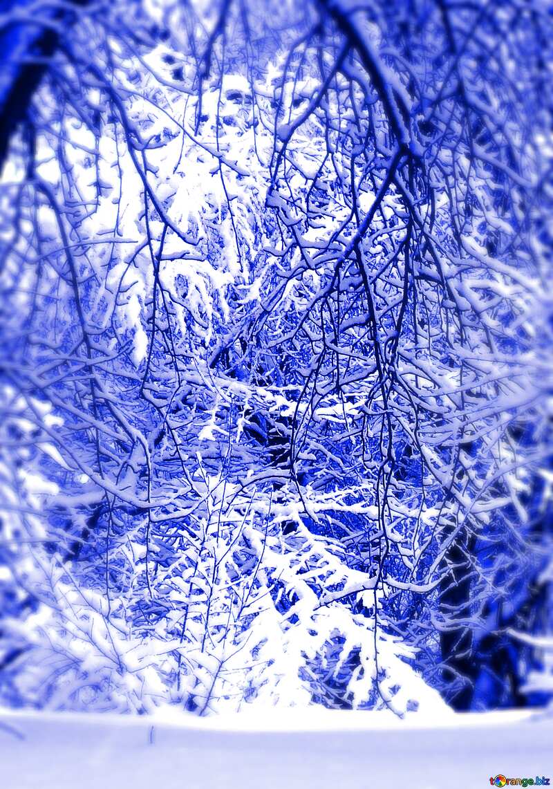 Blue winter snowy forest landscape №10533