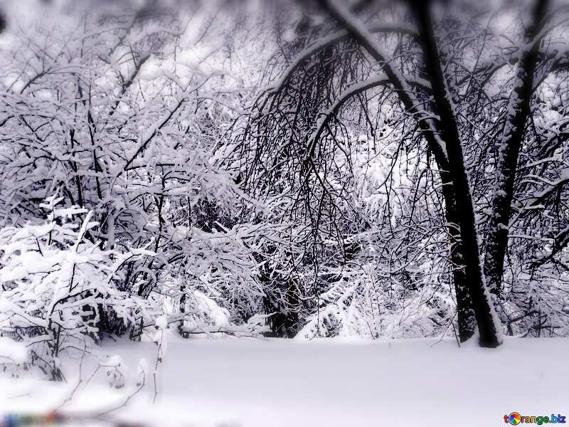 Winter  White snowy forest  landscape №10533