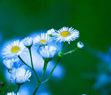 FX №124336 field flowers blue toned background