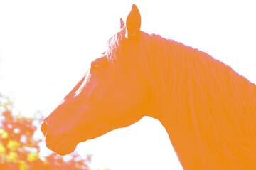 FX №124079 head horse shadow