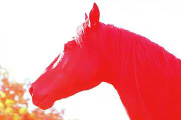 FX №124092 Red horse head