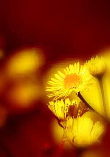 FX №124454  flowers beautiful background