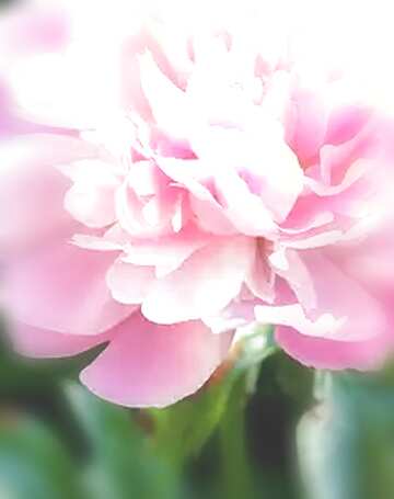 FX №124891 Peony flowers blur frame background