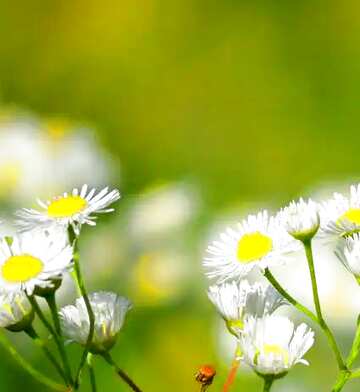 FX №124192 flowers with a green background