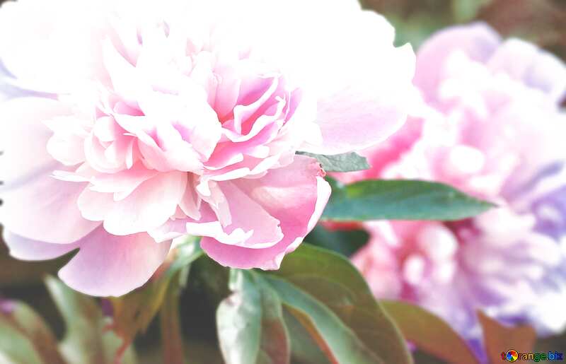 Peony flowers blur frame №32661