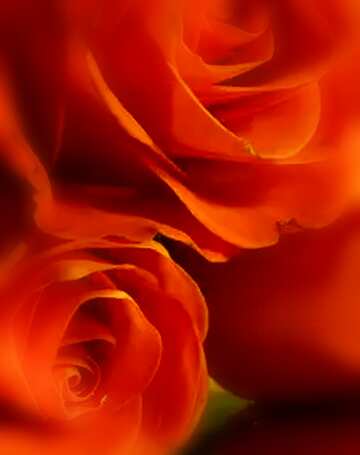 FX №125865 Bouquet  Roses blur frame