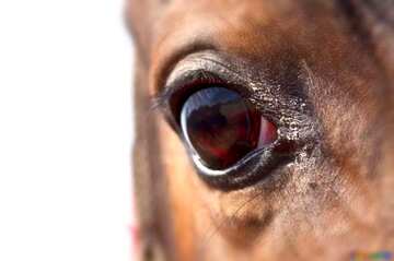 FX №125959 Horse Eye
