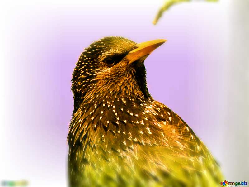 Gold starling bird №24379