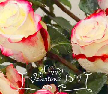 FX №126632  happy valentines roses
