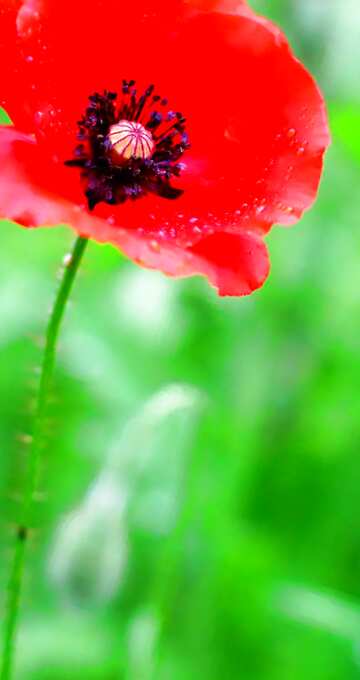 FX №126168 Poppy flower card vertical background