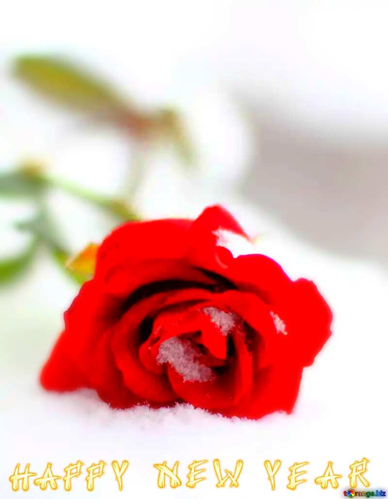 Red rose flower in the snow  Happy New Year card №17824