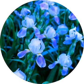 FX №128602 Blue  flowers