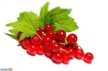 FX №128418 Red currant white background blurring