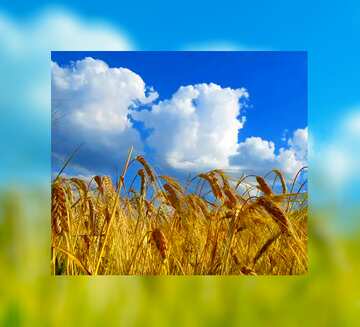 FX №128159 The sky over the bread grain fields fuzzy border