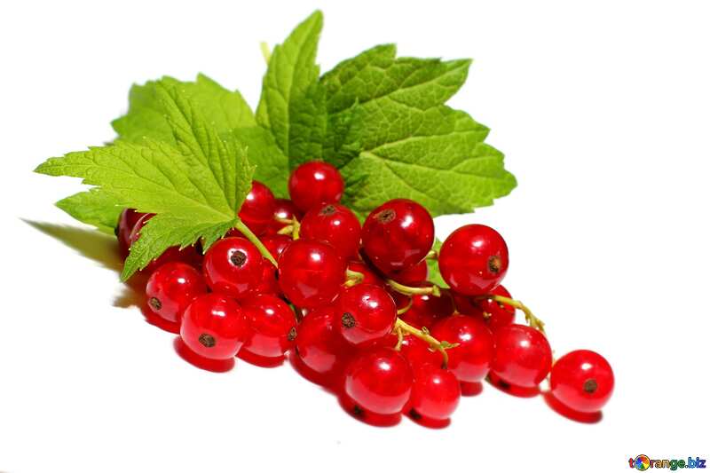 Red currant white background blurring №33228
