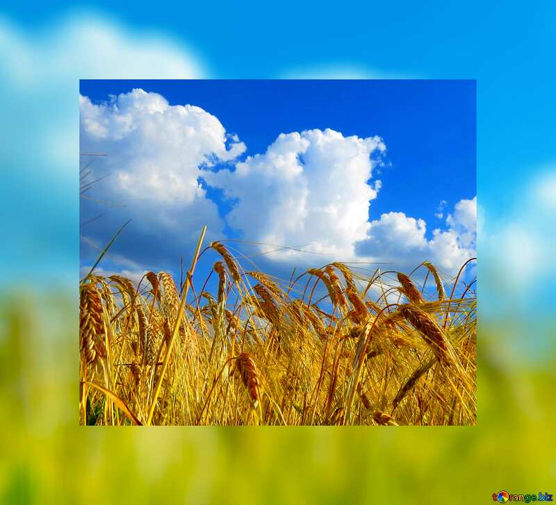 The sky over the bread grain fields fuzzy border №32551