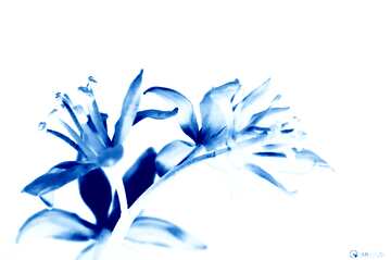 FX №129405  blue flower on white background