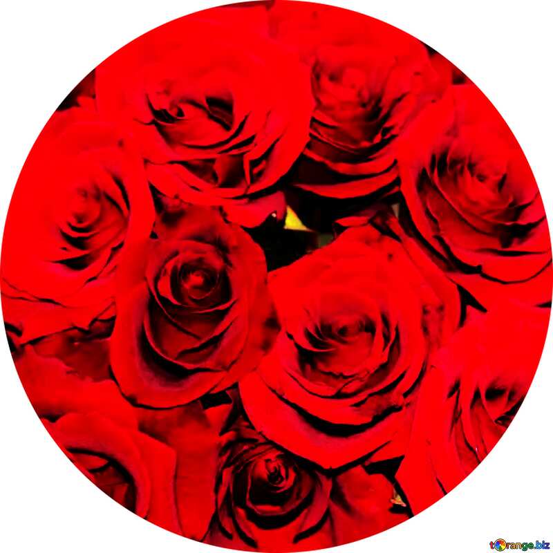 red roses contrast circle frame №1419