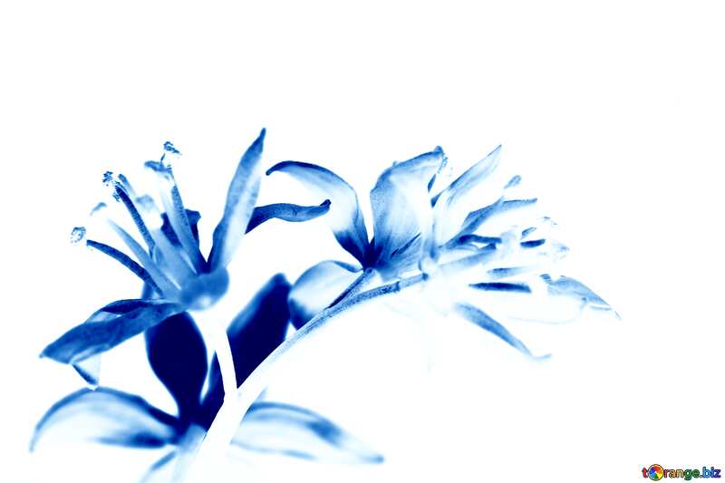  blue flower on white background №39008