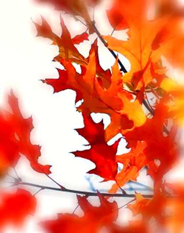 FX №13828  Autumn forest leaves