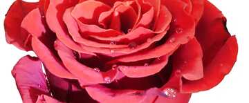 FX №13319 Обложка. Цветок красной розы.