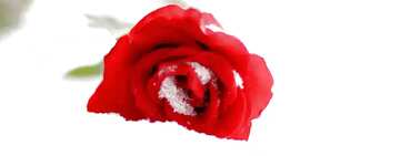 FX №13290 Обложка. Красная роза в снегу.