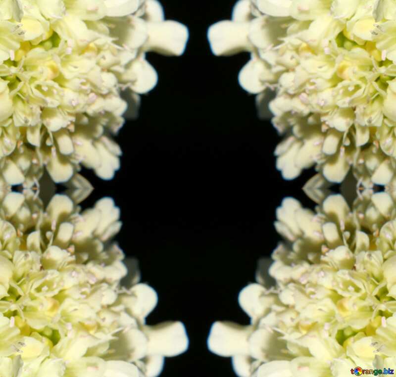 Макро белый цветок №33355