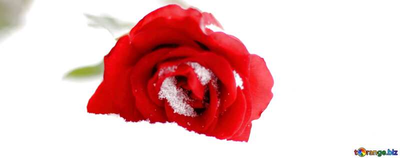 Обложка. Красная роза в снегу. №17823