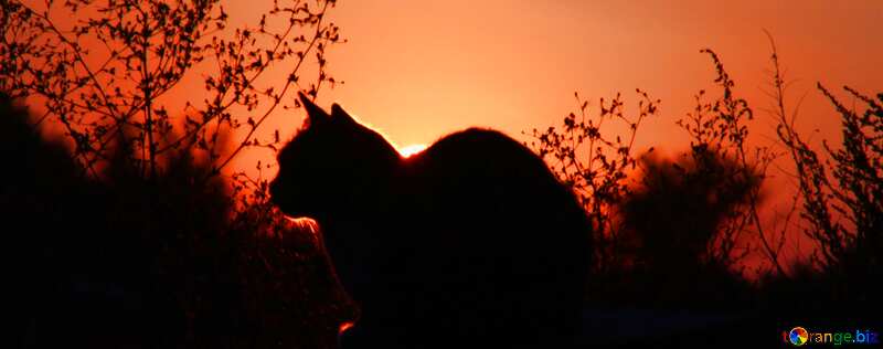Обложка. Кошка на фоне заката. №2872